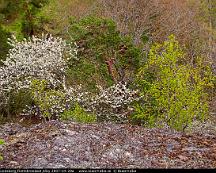 Naturen_Sundsberg_Flottsbronaset_Alby_2007-04-29a