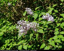 Syrenbuske_Flottsbronaset_Alby_2018-05-28b