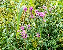 Fackelblomster_Tornskogen_Katrienholm_2020-08-19a