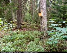 Fagelholk_Tornskogen_Katrienholm_2020-08-19b