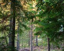 Granskog_Alvsta_2008-09-25a