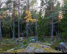 Hallmarkstallskog_Alvsta_2008-09-25b