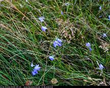 Liten_Blaklocka_Alvsta_2008-09-25
