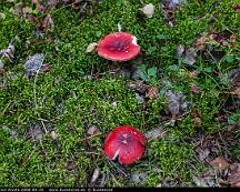 Roda_Kremlor_Alvsta_2008-09-25
