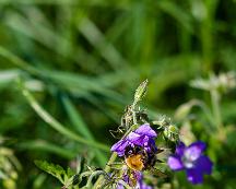 Humla_Midsommarblomster_Hemfosa_2007-06-07