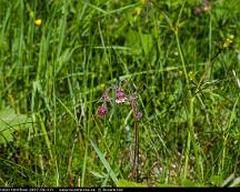 Humleblomster_Hemfosa_2007-06-07c