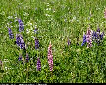 Lupiner_Hemfosa_2007-06-07