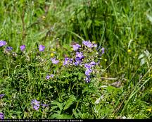 Midsommarblomster_Hemfosa_2007-06-07