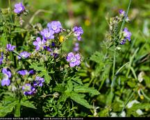 Midsommarblomster_Hemfosa_2007-06-07b