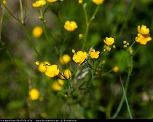 Smorblomma_Hemfosa_2007-06-07d