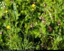 Humleblomster_Segersang_2007-06-07b