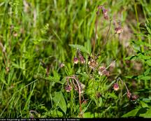 Humleblomster_Segersang_2007-06-07c