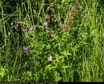 Midsommarblomster_Segersang_2007-06-07