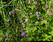 Midsommarblomster_Segersang_2007-06-07b