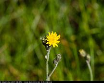 Skogsfibbla_Segersang_2007-06-07b