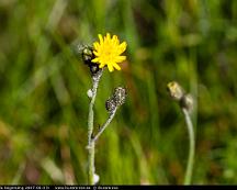 Skogsfibbla_Segersang_2007-06-07c