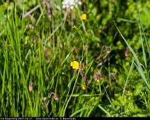 Smorblomma_Segersang_2007-06-07