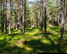 Tallskog_Stutbyvagen_Sorunda_2007-07-02a