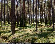 Tallskog_Stutbyvagen_Sorunda_2007-07-02b