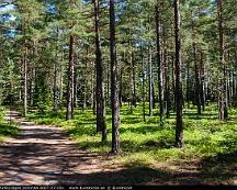 Tallskog_Stutbyvagen_Sorunda_2007-07-02c