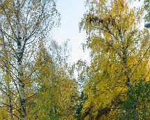 Naturen_Bjornohalsen_Vasteras_2011-10-15b