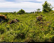 Naturen_Bjorno_Vasteras_2016-06-04c