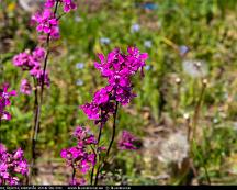 Tjarblomster_Bjorno_Vasteras_2016-06-04c