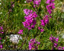 Tjarblomster_Bjorno_Vasteras_2016-06-04d