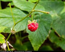 Hallon_Bjorno_Vasteras_2017-08-26