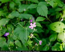 Midsommarblomster_Bjorno_Vasteras_2018-06-07b