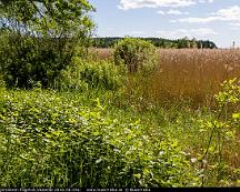 Naturen_Bjornobron-Fagelvik_Vasteras_2016-06-04a-