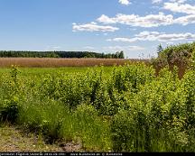 Naturen_Bjornobron-Fagelvik_Vasteras_2016-06-04b-