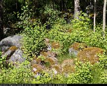 Naturen_Bjornobron-Fagelvik_Vasteras_2016-06-04e-