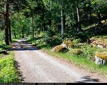 Naturen_Bjornobron-Fagelvik_Vasteras_2018-06-08h