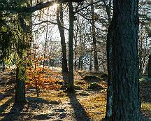 Naturen_Djakneberget_Vasteras_2018-01-27b
