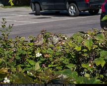 Grasparvar_i_buiskarna_vid_ICA_Sjohagen_Vasteras_2019-09-23