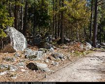 Naturen_Rabyskogen_Vasteras_2011-04-28b