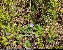 Skogsviol_Rabyskogen_Vasteras_2011-04-28