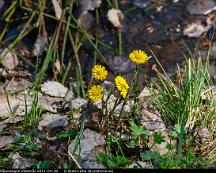 Tussilago_Rabyskogen_Vasteras_2011-04-28