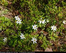 Vitsippa_Rabyskogen_Vasteras_2011-04-28a