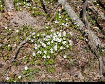 Vitsippa_Rabyskogen_Vasteras_2011-04-28b