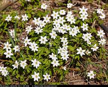 Vitsippa_Rabyskogen_Vasteras_2011-04-28d