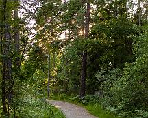 Elljussparet_Rabyskogen_Vasteras_2011-06-18c