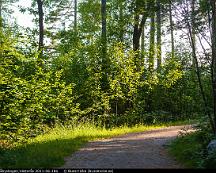 Naturen_Rabyskogen_Vasteras_2011-06-18a