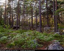 Naturen_Rabyskogen_Vasteras_2011-06-18b-2