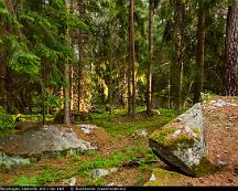 Naturen_Rabyskogen_Vasteras_2011-06-18d