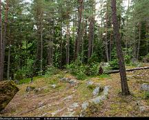 Naturen_Rabyskogen_Vasteras_2011-06-18e