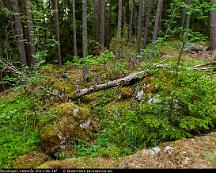 Naturen_Rabyskogen_Vasteras_2011-06-18f