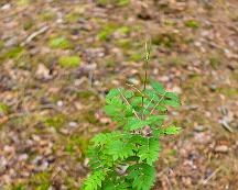 Ronn_Rabyskogen_Vasteras_2011-06-18