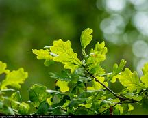 Ek_Rabyskogen_Vasteras_2011-06-27a